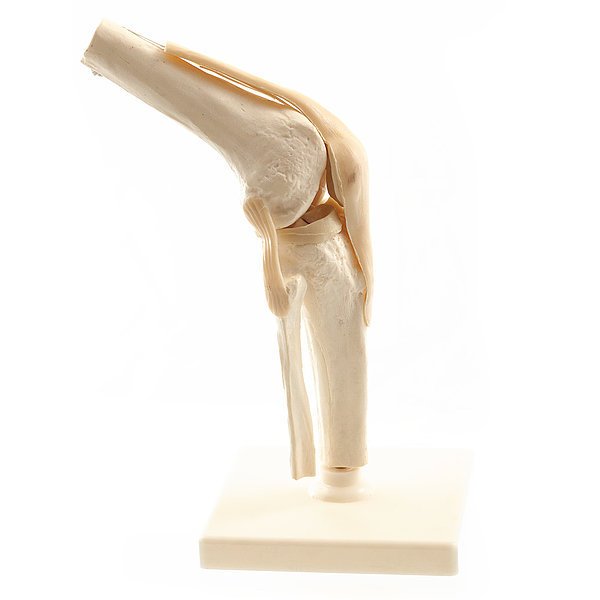 Kniegelenk Modell von HeineScientific®
