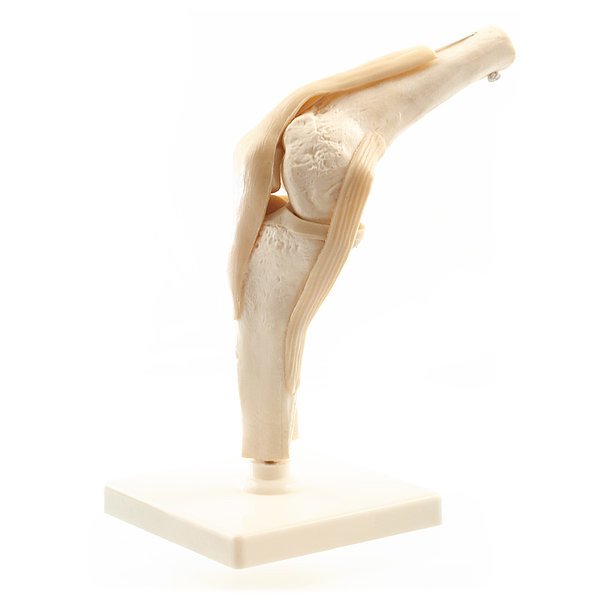 Kniegelenk Modell von HeineScientific®